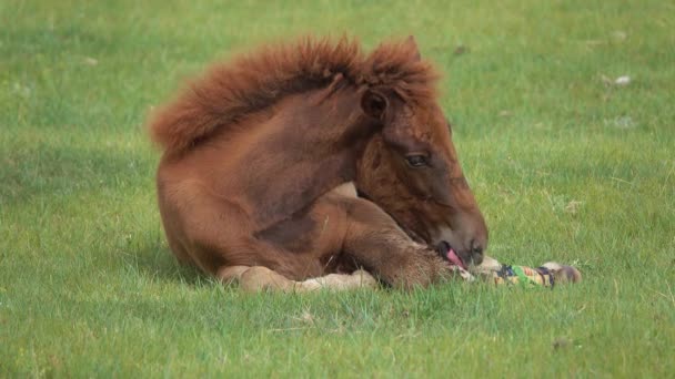 Foal tumbado en hierba verde, Mongolia — Vídeos de Stock