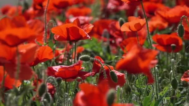 Flores Papoula Vermelhas Hora Verão Close — Vídeo de Stock