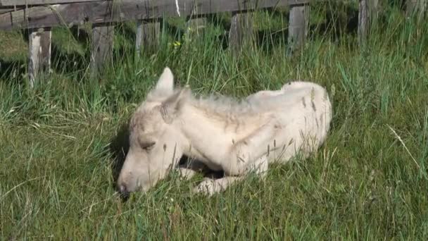 Schlafendes Neugeborenes Fohlen Liegt Grünen Gras — Stockvideo