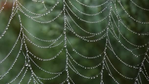 Close Dew Drops Spider Web Rain Macro — Stock Video