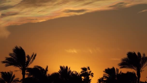 Palmy Při Západu Slunce Krásném Pozadí Oblohy — Stock video