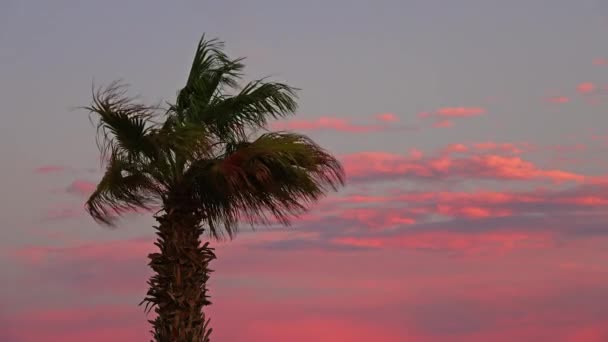 Palme Bei Sonnenuntergang Auf Schönem Himmelshintergrund — Stockvideo