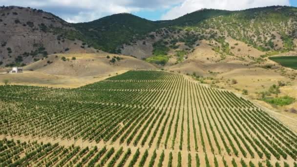 Vue Aérienne Magnifique Sur Vignoble Montagne Crimée — Video