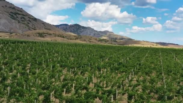 Aérea Hermosa Vista Del Viñedo Montaña Crimea — Vídeo de stock