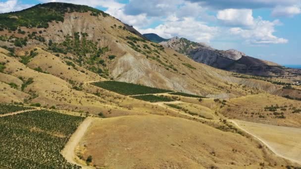 Veduta Aerea Bella Vigneto Montagna Nel Crimea — Video Stock