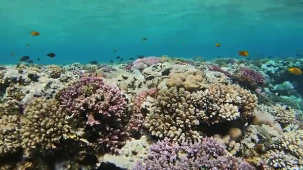 Many Fish Swim Corals Red Sea Egypt — Stock Video