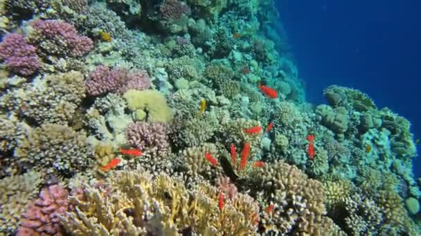 Many Red Small Fish Swim Corals Red Sea Egypt — Stock Video