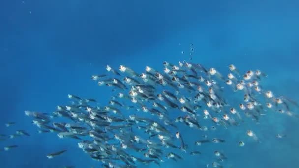 Makrelenschule Rastrelliger Kanagurta Roten Meer Ägypten — Stockvideo