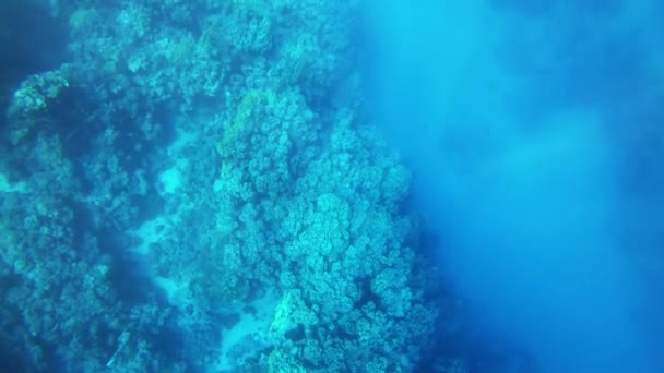 Koraalrif Zonnestralen Onder Water Achtergrond — Stockvideo