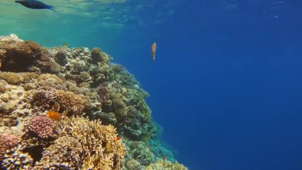 Muchos Peces Nadan Entre Corales Mar Rojo Egipto — Vídeos de Stock