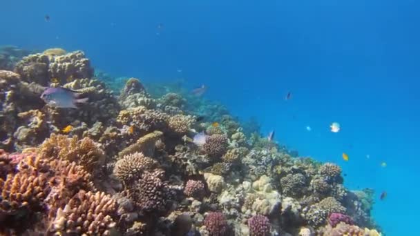 エジプト紅海のサンゴの間で多くの魚が泳ぐ — ストック動画
