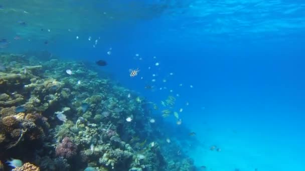 Beaucoup Poissons Nagent Parmi Les Coraux Dans Mer Rouge Egypte — Video