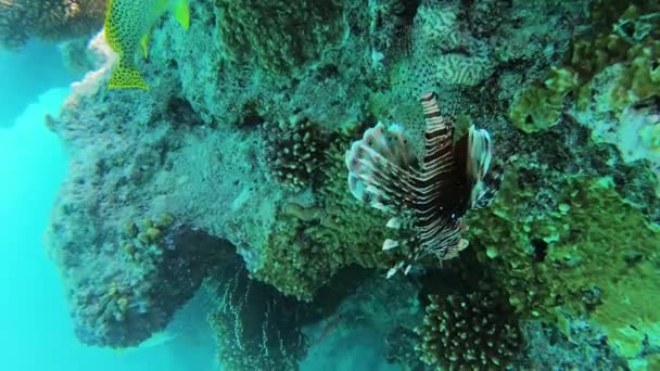 Pez León Arrecife Coral Tropical Mar Rojo — Vídeo de stock