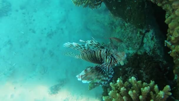 Lionfish Ένα Τροπικό Κοραλλιογενή Ύφαλο Στην Ερυθρά Θάλασσα — Αρχείο Βίντεο