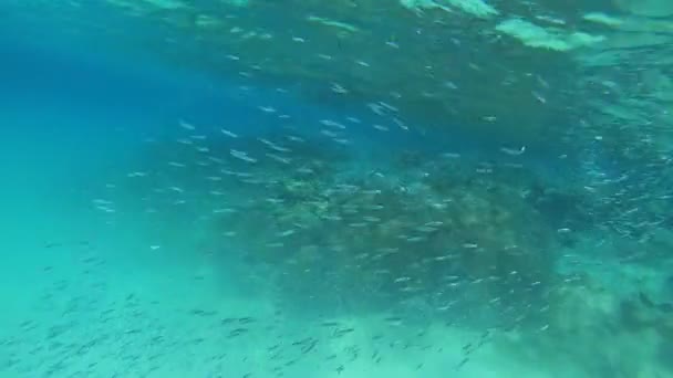 Kızıl Deniz Suyun Altında Bir Sürü Küçük Balık Var — Stok video
