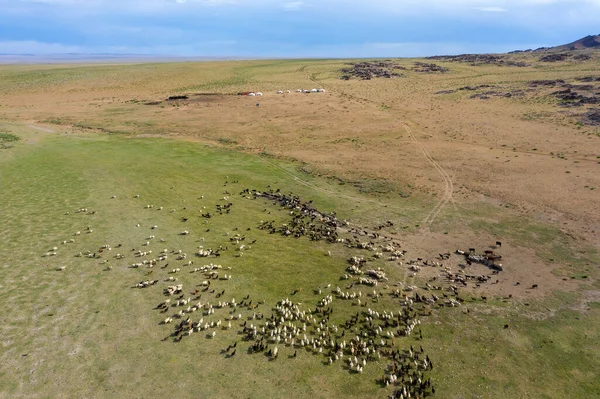 Letecký Pohled Pasoucí Stáda Pastvinách Jurtách Mongolsku — Stock fotografie