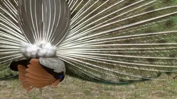 Pavo Real Con Plumas Hacia Fuera — Vídeos de Stock