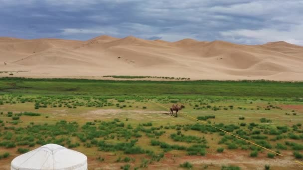 ゴビ砂漠 モンゴル 4Kの孤独なパオと砂丘の近くのラクダの空中ビュー — ストック動画