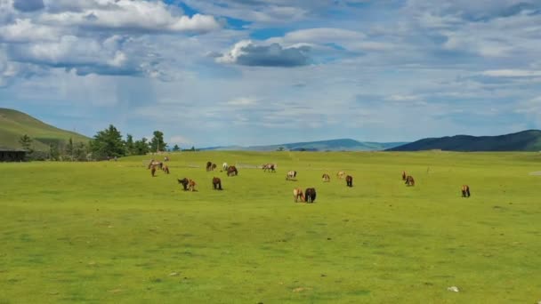 蒙古山地牧场上放牧马的空中景观 — 图库视频影像