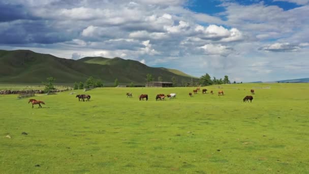 Veduta Aerea Dei Cavalli Pascolo Sui Pascoli Montagna Mongolia — Video Stock