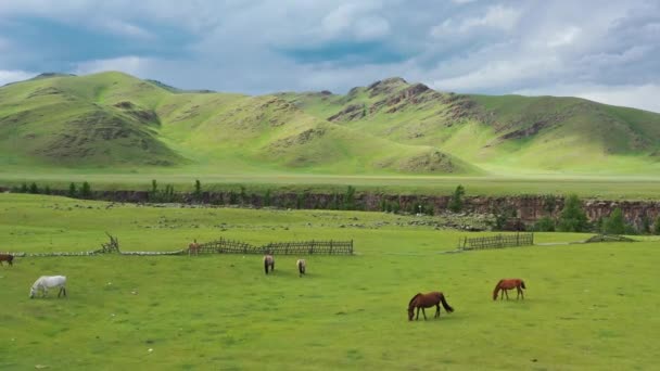 Vue Aérienne Pâturage Des Chevaux Sur Les Alpages Mongolie — Video