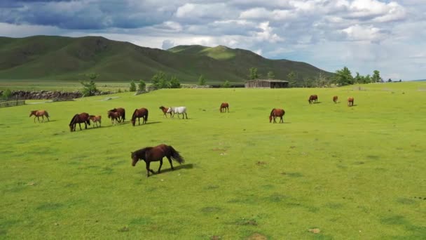 モンゴル 4Kの山の牧草地での放牧馬の眺めの周りの空中 — ストック動画