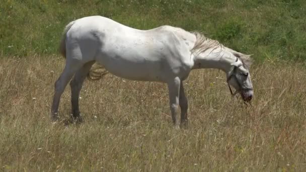 Белая Лошадь Пасущаяся Лугу Летом — стоковое видео