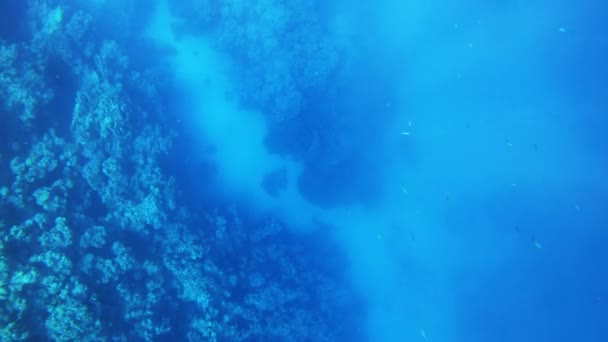 Coral reef and sun rays under water background — Stock Video