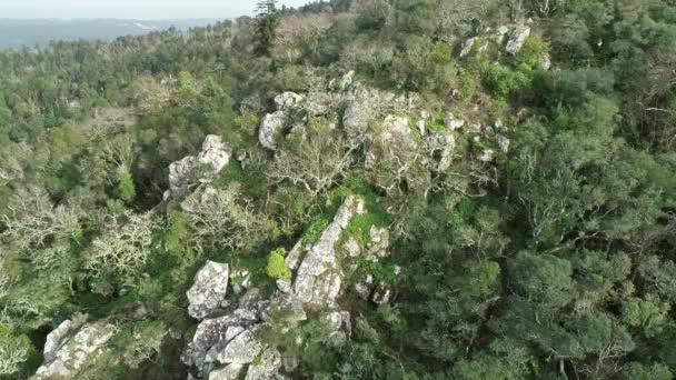 Вид Воздуха Лес Буссако Коимбра Португалия — стоковое видео