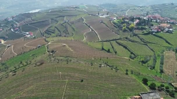 Veduta Aerea Dei Vigneti Terrazzati Nella Valle Del Fiume Douro — Video Stock