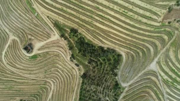 Aerial Top View Terraced Vineyards Douro Valley Portugal — Stock Video