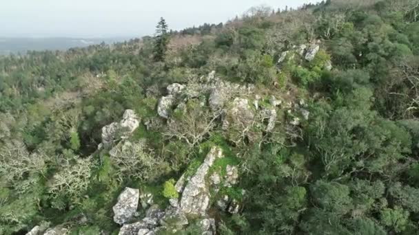 ブサコ コインブラ ポルトガル 4Kの森の景色の周りの空中 — ストック動画