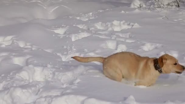 ラブラドールレトリバー若い犬は冬に雪の中で屋外で遊ぶ — ストック動画