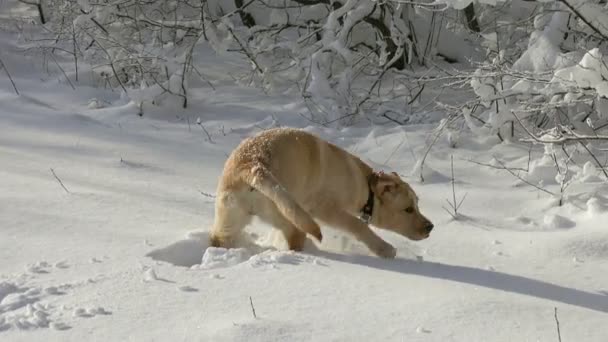 Labrador Retriever Perro Joven Jugando Aire Libre Nieve Invierno — Vídeo de stock
