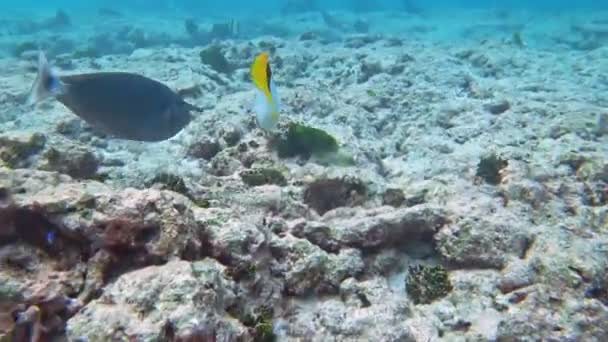 Corais Peixes Mar Andaman Tailândia — Vídeo de Stock