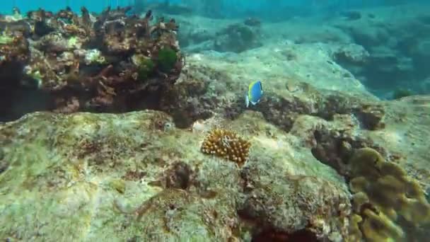 Peces Cirujano Azul Mar Andamán Tailandia — Vídeo de stock