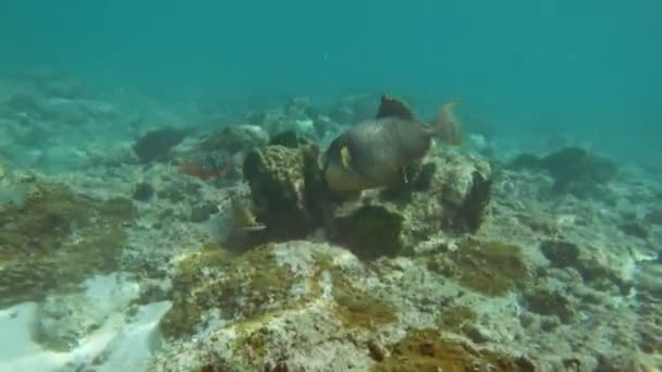 Triggerfish Andaman Sea Thailand — Stockvideo