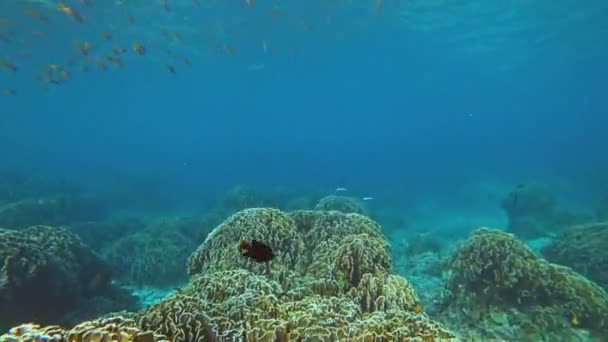 Onderwaterwereld Van Similan Eilanden Koralen Tropische Vissen Thailand — Stockvideo