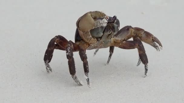 Krabbe Mit Hochgezogenen Krallen Weißen Sandstrand Nahaufnahme — Stockvideo