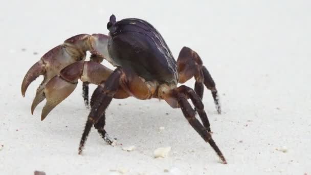 Crab Raised Claws Walking White Sand Beach Closeup — Stock Video