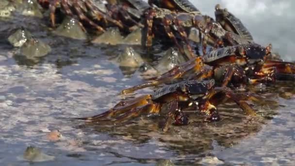 カニは海岸の石の上に 波の間に座る — ストック動画