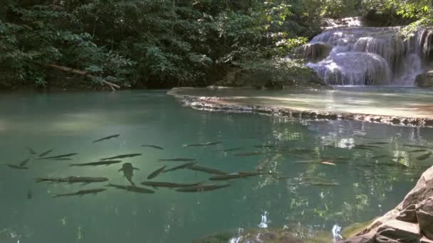 Erawan Vízesés Hal Vízben Kanchanaburi Tartomány Thaiföld — Stock videók