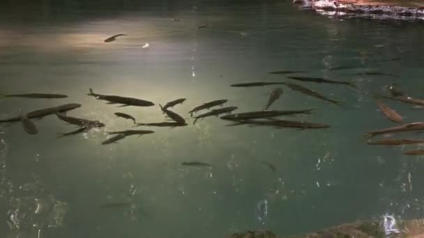カンチャナブリ県 4Kのエラワン滝で泳ぐ魚 — ストック動画