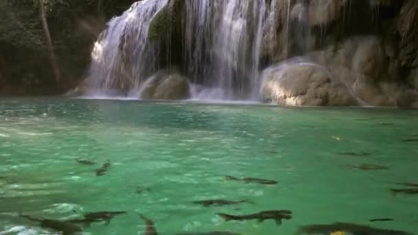 泰国Kanchanaburi省的Erawan瀑布 水中有鱼 — 图库视频影像