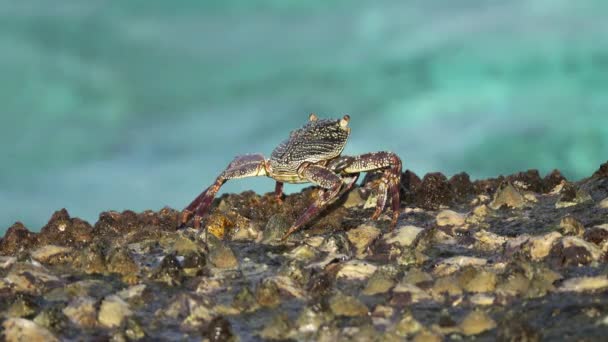 螃蟹坐在海岸的石头上 在海浪之间 — 图库视频影像