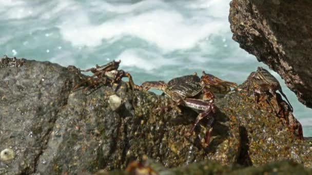 Krabi Sedí Pobřežních Kamenech Mezi Mořskými Vlnami — Stock video