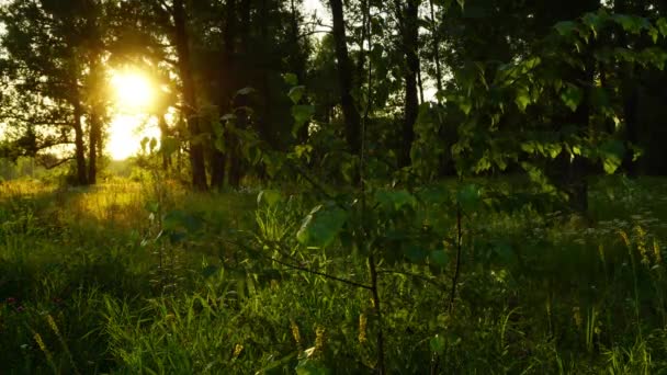 Puesta Sol Bosque Verano Timelapse — Vídeos de Stock