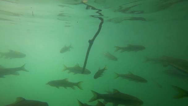 Рибні Плавання Ераван Водоспад Під Водою Таїланд — стокове відео