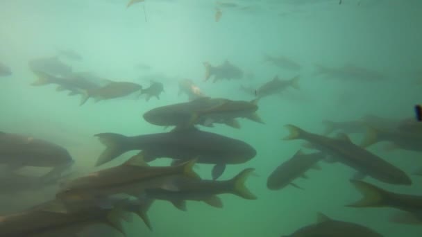 Pesci Che Nuotano Nella Cascata Erawan Sott Acqua Thailandia — Video Stock