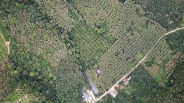 Vista Aérea Sobre Campos Agrícolas Plantaciones Palma Tailandia — Vídeos de Stock